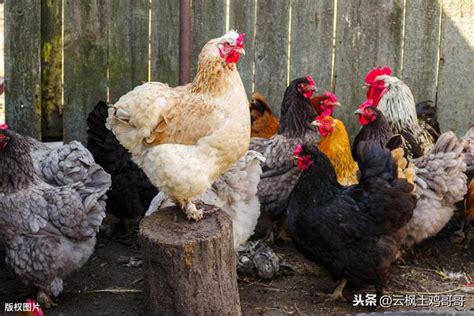 養雞入門 淡藍色油漆